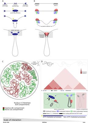 Immune Regulation in Time and Space: The Role of Local- and Long-Range Genomic Interactions in Regulating Immune Responses